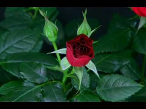 Как распускается роза - красивый time lapse
