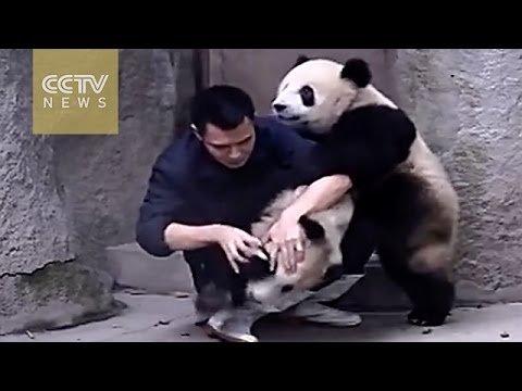 Забавные милые панды, известные на весь интернет