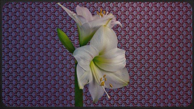 Time-lapse видео в разрешении 5K о том, как расцветает 21 вид цветов