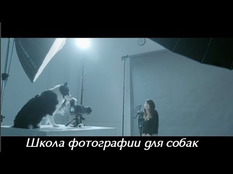 Школа фотографии для собак