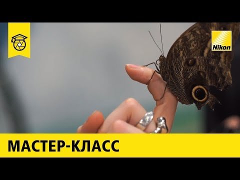 Бюджетные зеркальные камеры