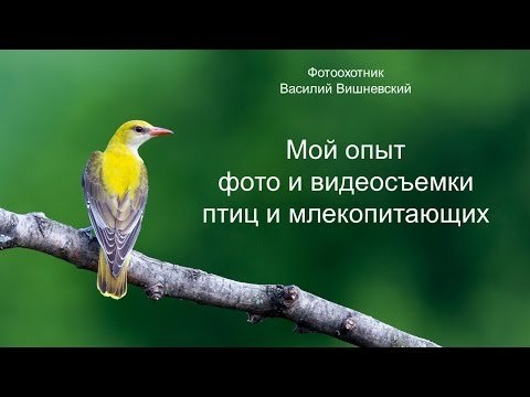 Съемка птиц и млекопитающих