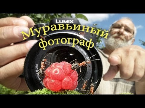 Муравьиный фотограф