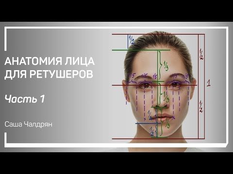 Анатомия лица для ретушеров