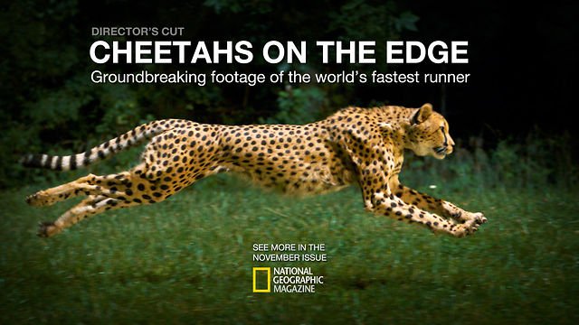 Съемка гепарда - National Geographic 