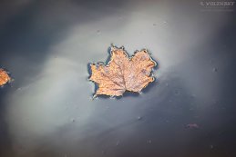 Александр Волжский