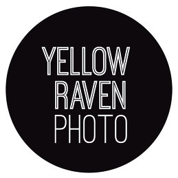 Yellow Raven Photo