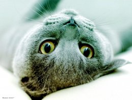 Светлана Карачун