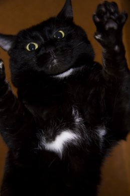 Станислав Начинающ