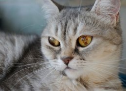 Алексей Санаев