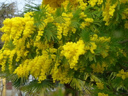 Ольга Лебедева (Беловласова)