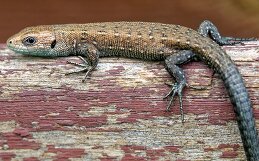 Олег Иванов