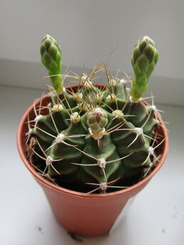 Надежда Борисенко