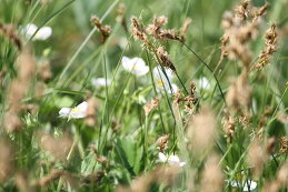 Александра 