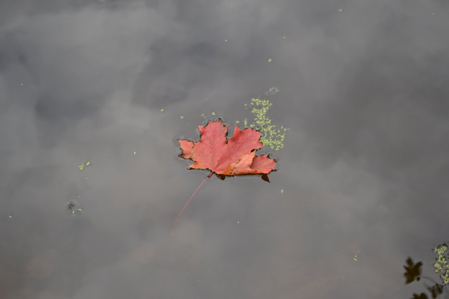 плывет листик.. - Екатерина Данилова