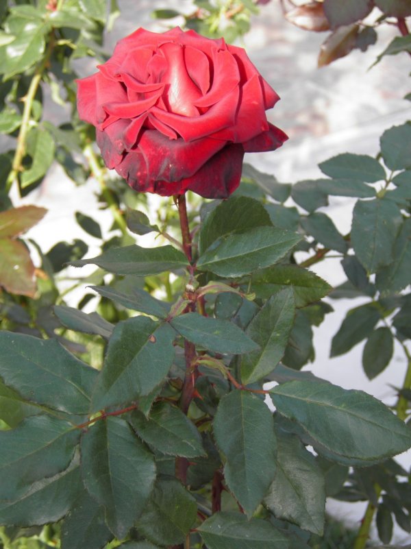 Роза) - Александр Кузин