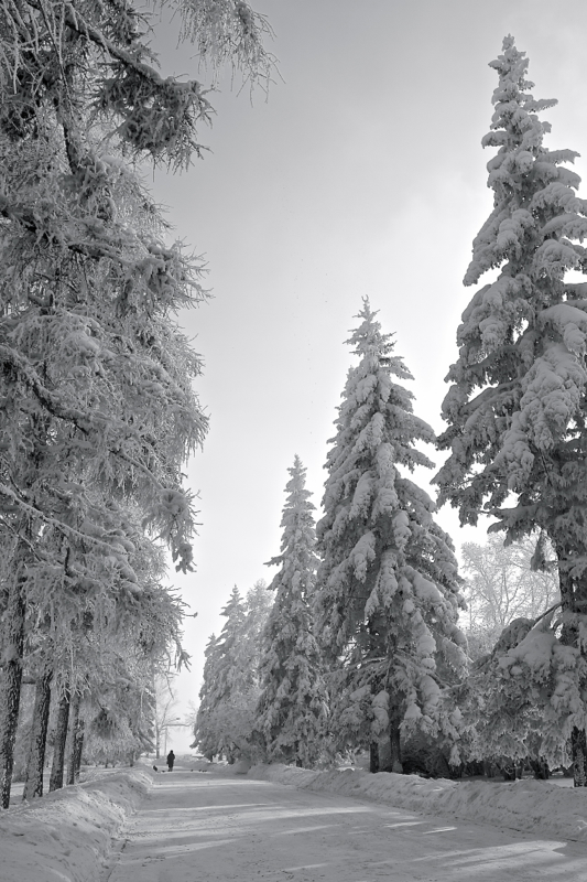 Аллея - Goldalex Goldalex