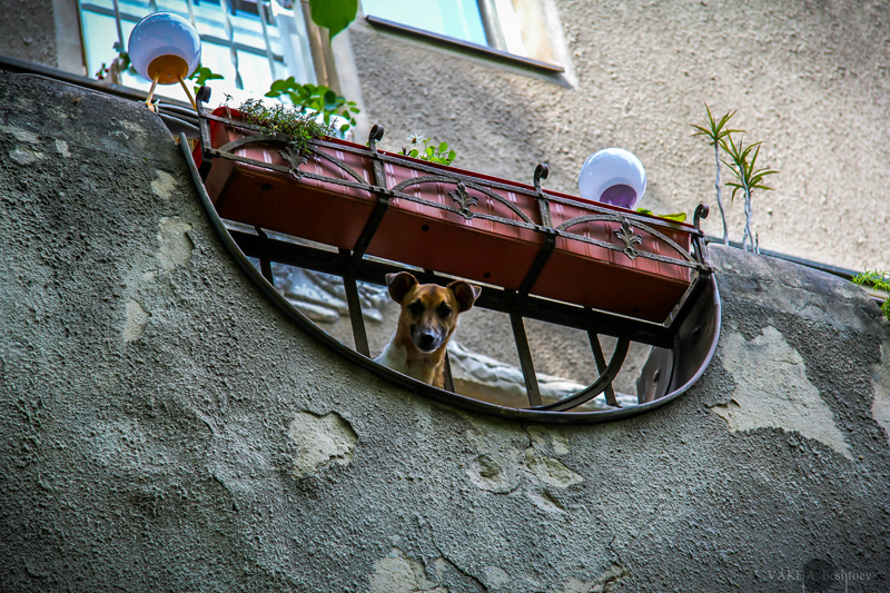 Собашка в шокее)) - Ваха Бештоев