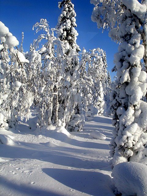 Красиый солнечнывй день - АНАТОЛИЙ ПОСТЕЛЬНЫЙ