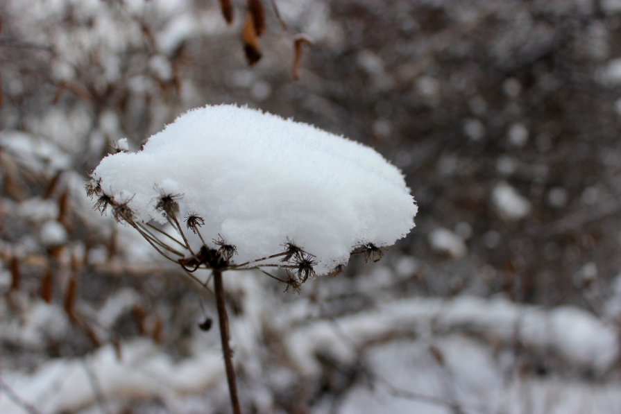 ... - Анастасия Стародубцева