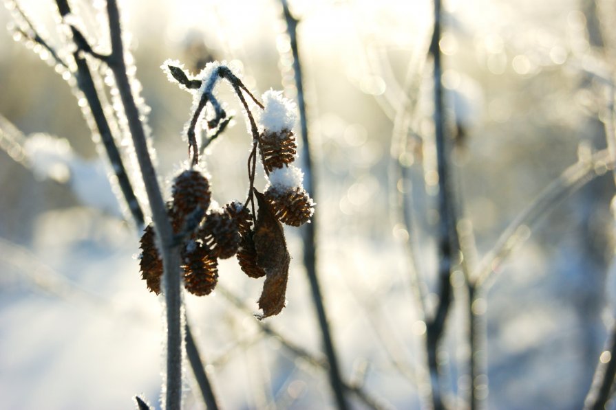 Красивая веточка - Маргарита Красовская