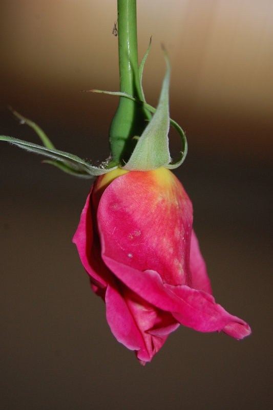 Літо 2016 - Юля 