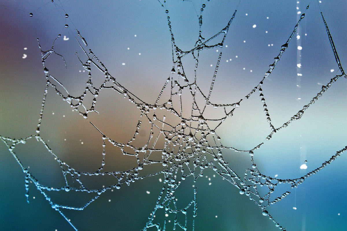 Паутинка. - Цмыг Галина 