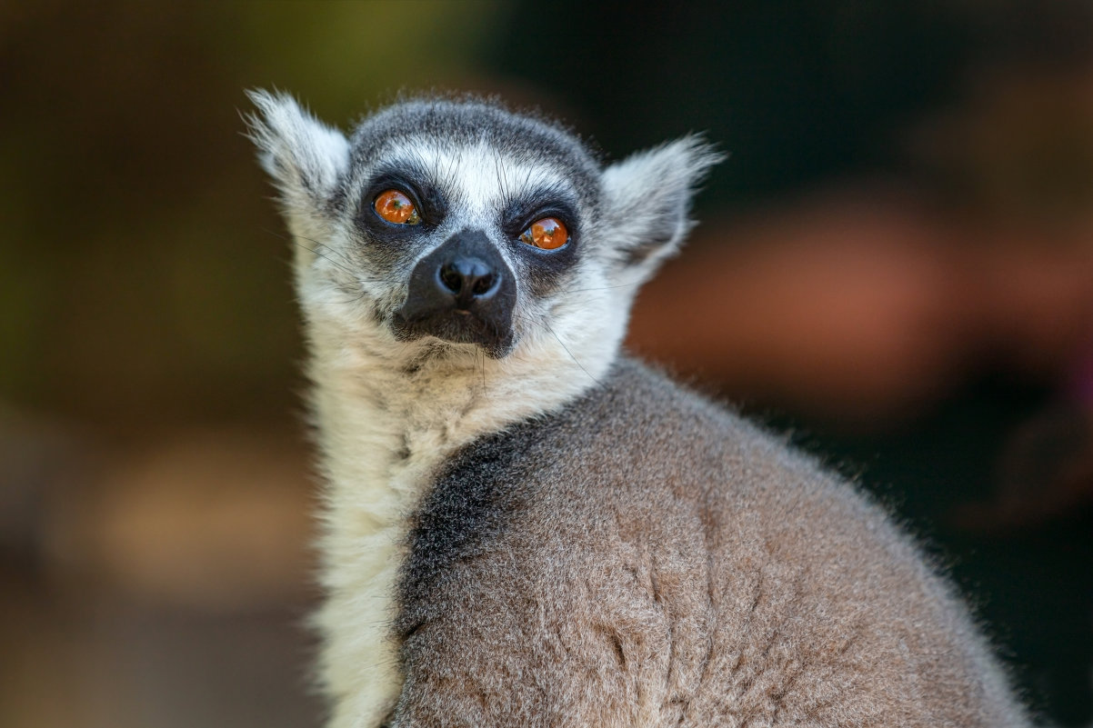 Lemur from the island of Madagascar - Lidiya Dmitrieva