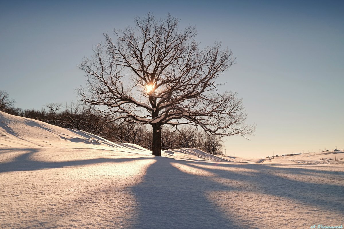 В зимней спячке дубы-колдуны.. - Андрей Заломленков