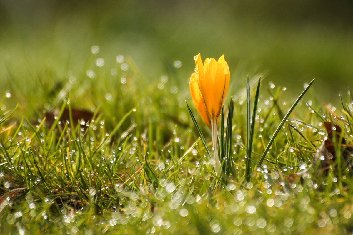 Крокус - Татьяна Беляева