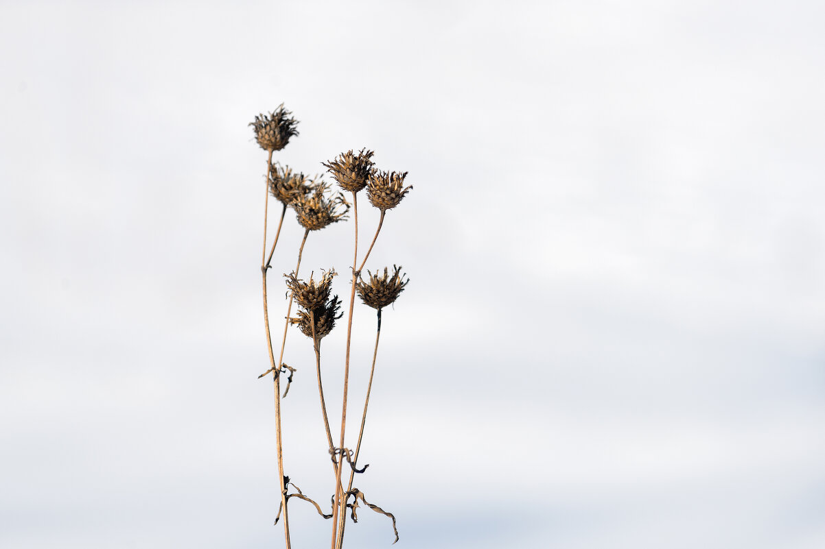 Весна - alteragen Абанин Г. Весна - alteragen Абанин Г.