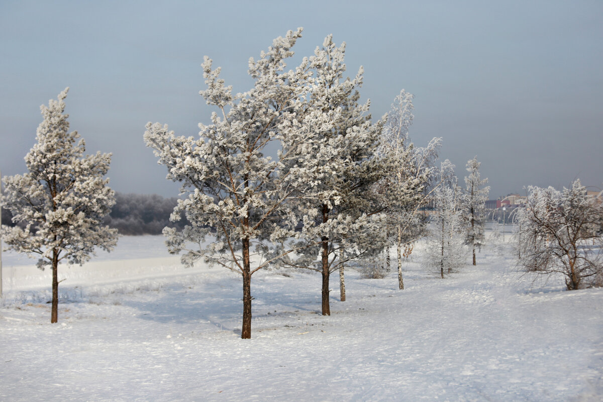 Сибирская зима - Елена 