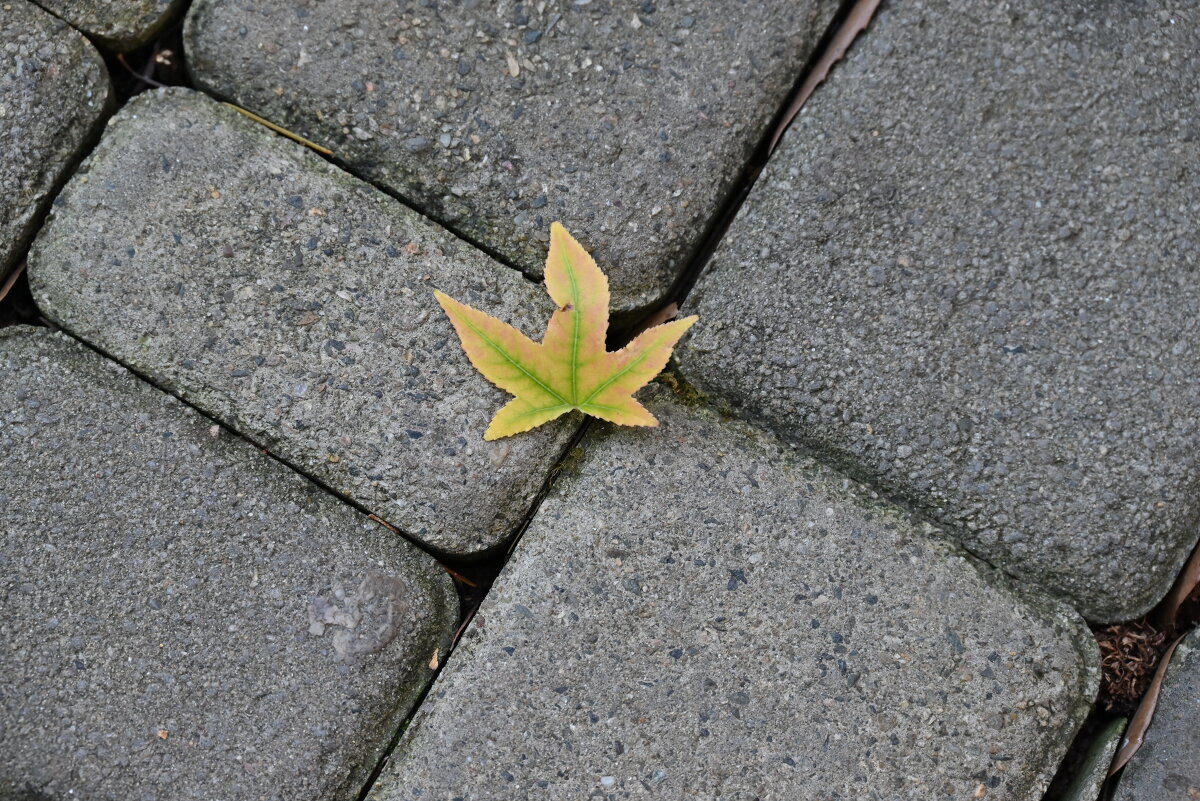 Листочек - Митяй Митрич