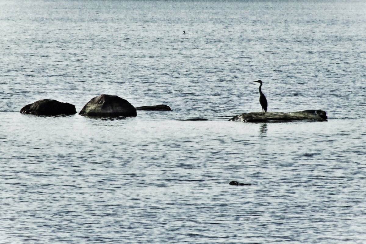 Цапля на камнях далеко в море - Aida10 