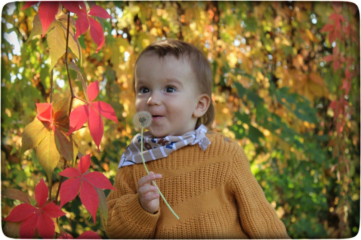 одуванчик - Светлана Баталий