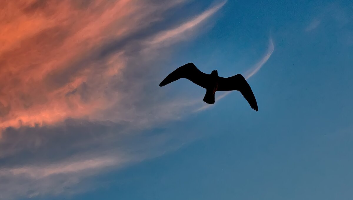 чайка на расвете - Эдуард Тищенко