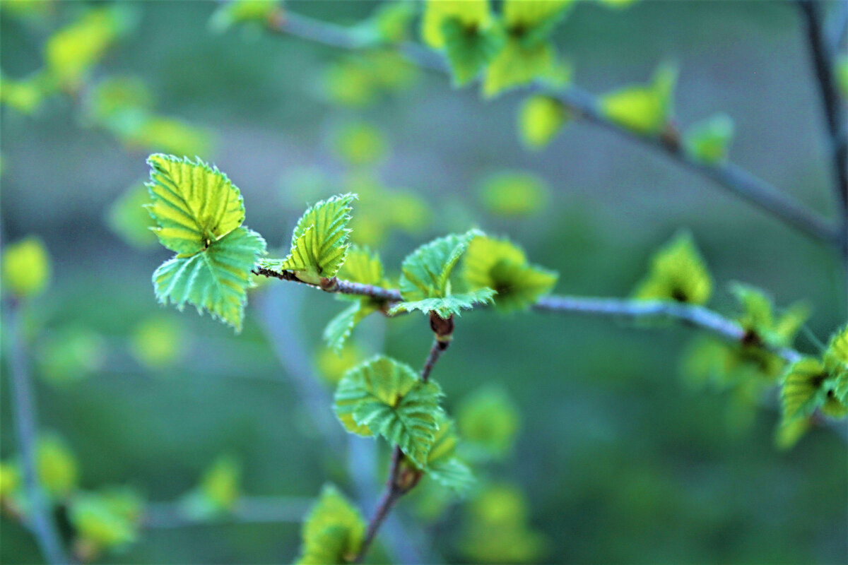 Весна - Наталья 