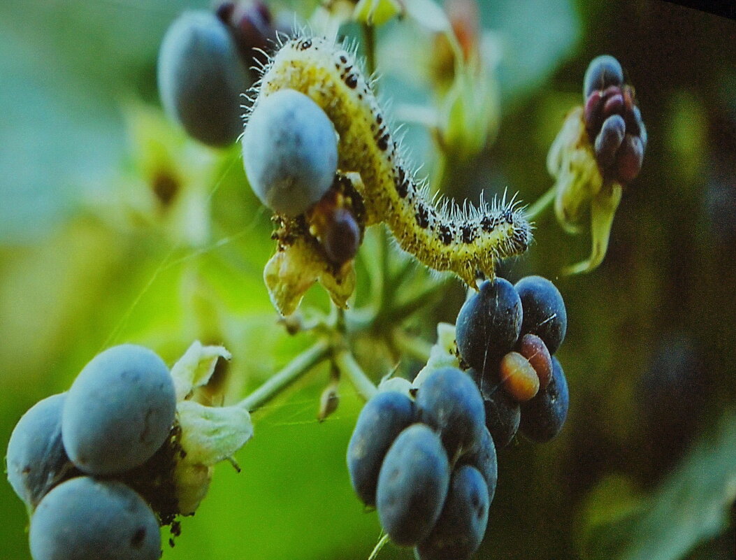 В саду - irina Schwarzer 
