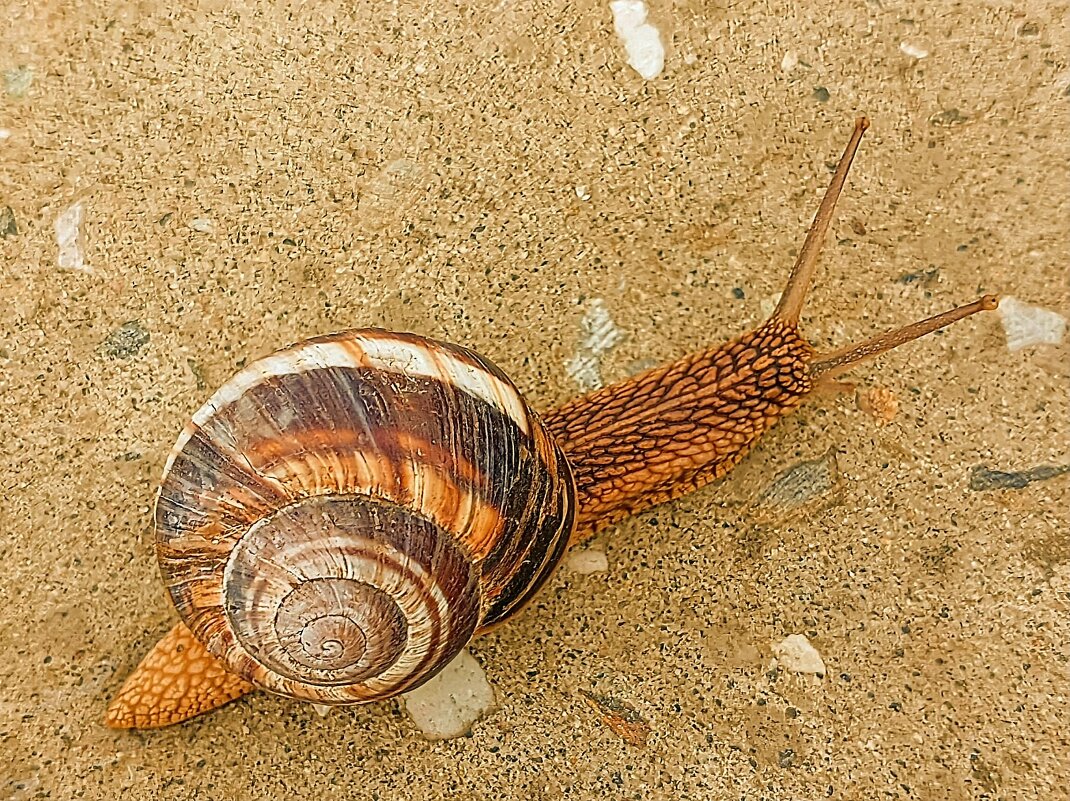Просто улитка - ольга хакимова