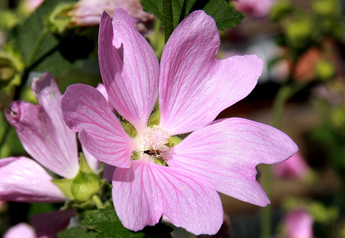 Дикая лаватера - Нэля Лысенко