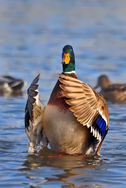 Обнимая лето. - Татьяна Бравая