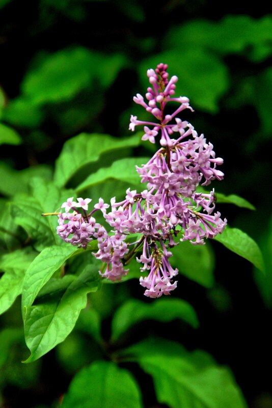 Сирень - Михаил Трофимов