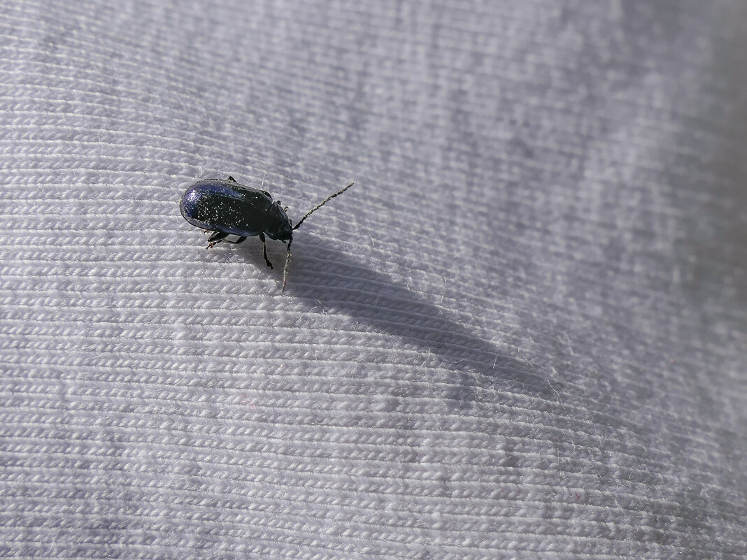 Путешественник - ♛ Г.Король