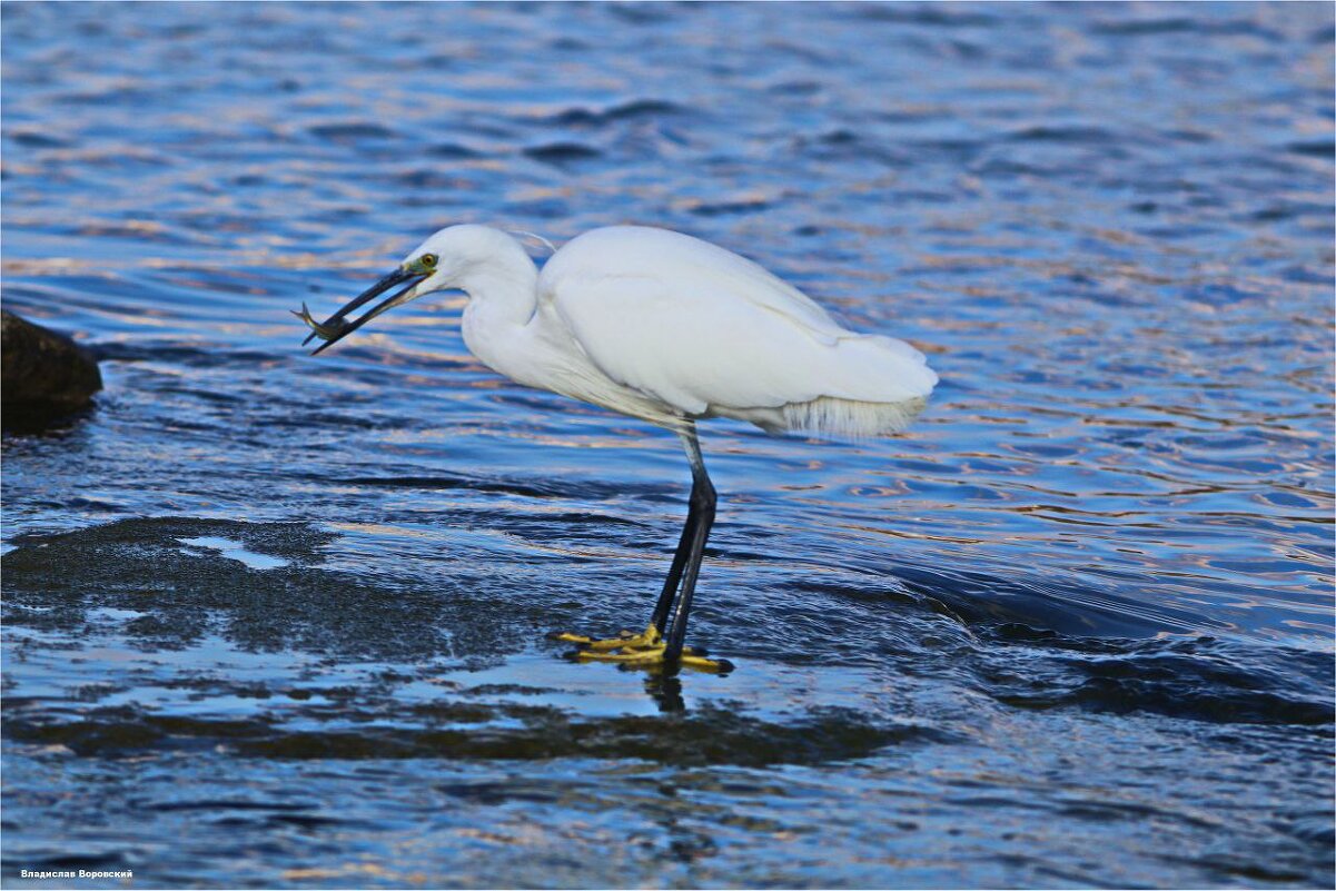 ... - Владислав Воровский 