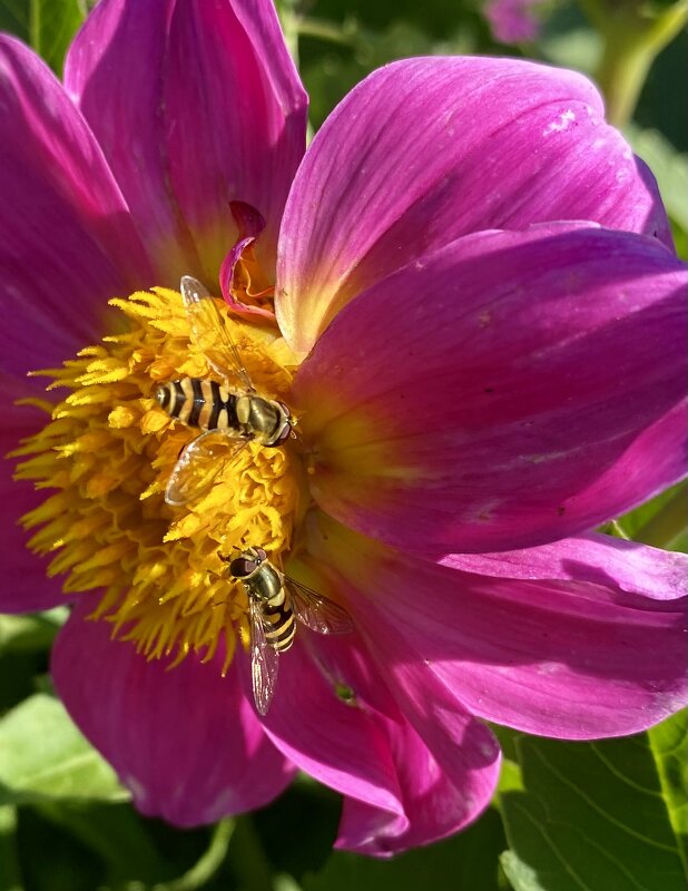 Маленькие работники - Vilma ---