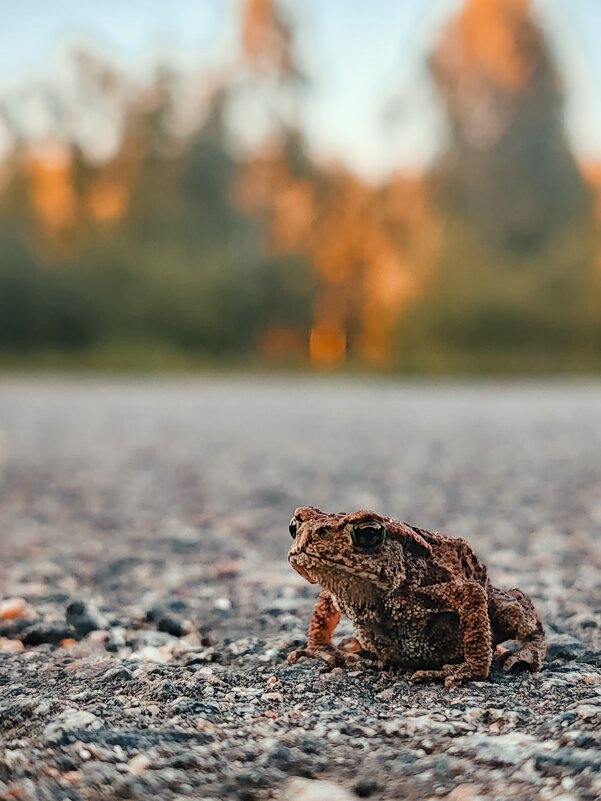 Лягушонок - Аня З