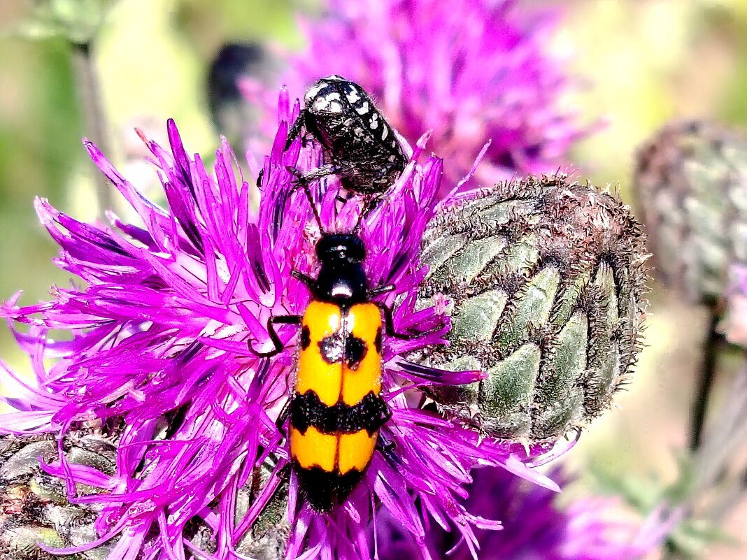 Полосатик - Надежда 