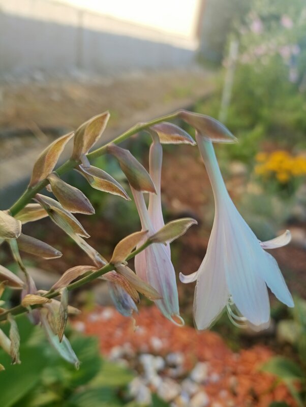 Хоста - Марина Гранкова