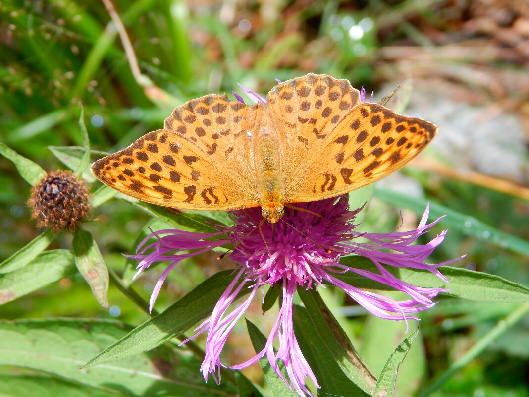 Соединение с природй. - Любовь ***