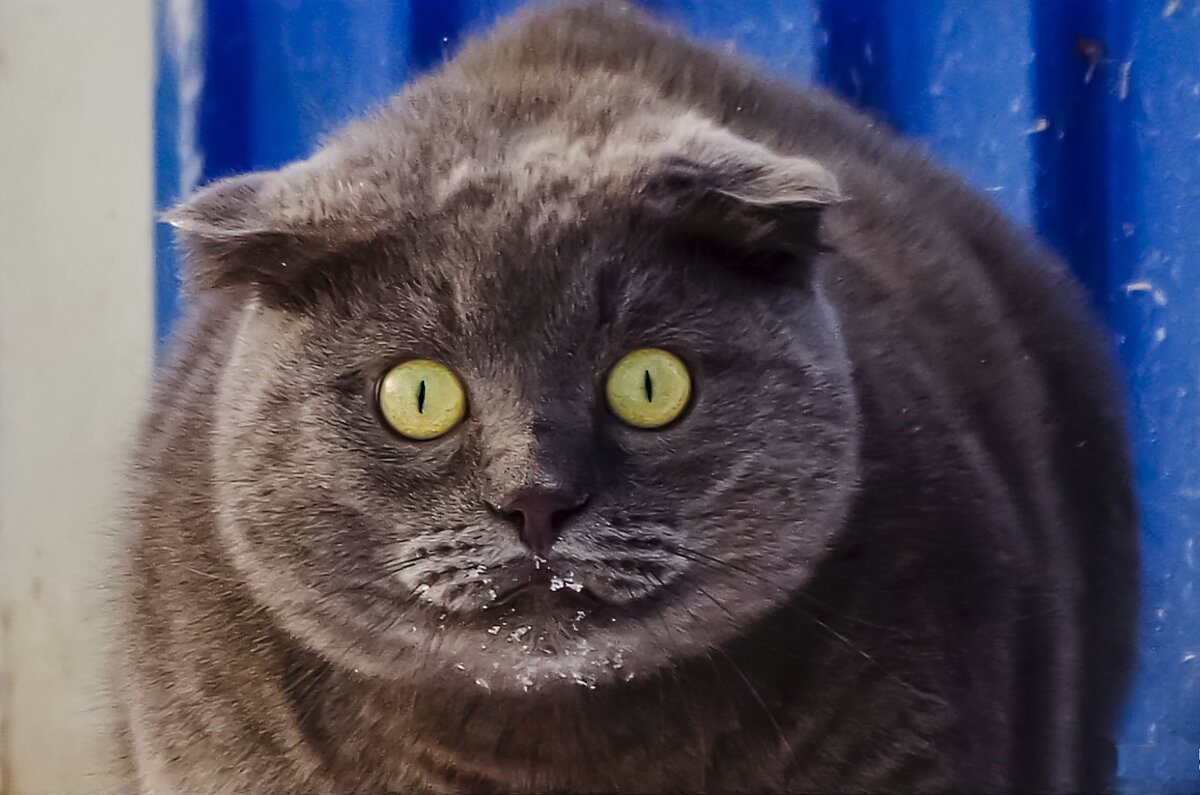 Нет рыбы? Я поражен, это выше моего понимания. - Михаил К